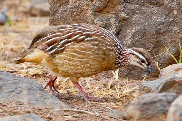 2018養(yǎng)鷓鴣賺錢嗎？鷓鴣養(yǎng)殖的利潤(rùn)與投資成本及前景預(yù)測(cè)