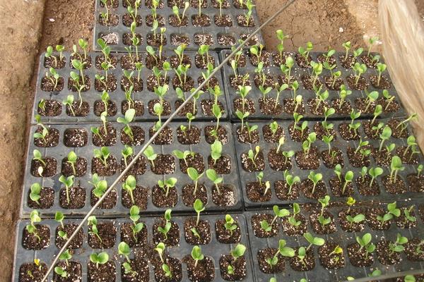 西瓜種子價格多少錢一斤