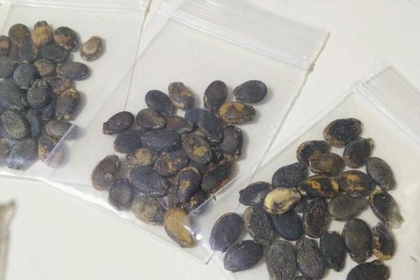 西瓜種子價格多少錢一斤