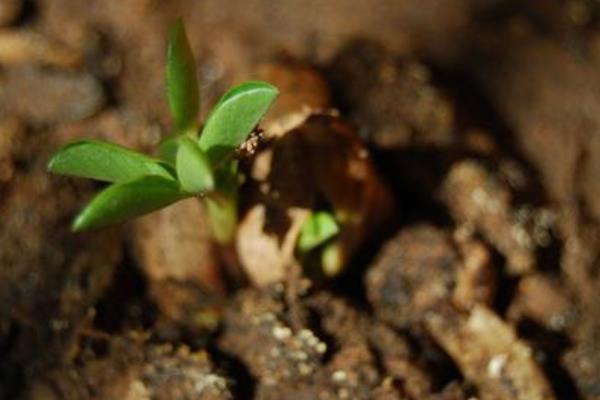 西瓜種子價格多少錢一斤