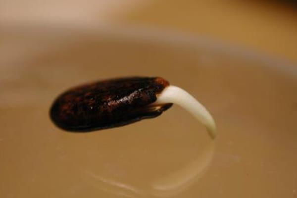 西瓜種子價格多少錢一斤