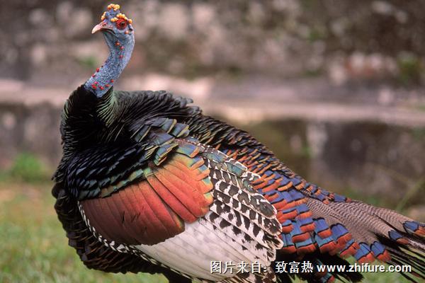 2018養(yǎng)火雞賺錢嗎？火雞養(yǎng)殖的利潤與投資成本及前景預測