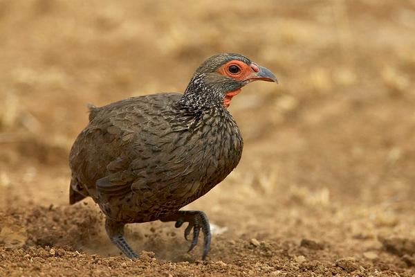 2018養(yǎng)鷓鴣賺錢嗎？鷓鴣養(yǎng)殖的利潤(rùn)與投資成本及前景預(yù)測(cè)