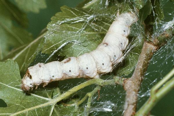 家蠶眠起處理技術