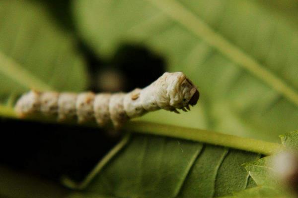 家蠶眠起處理技術
