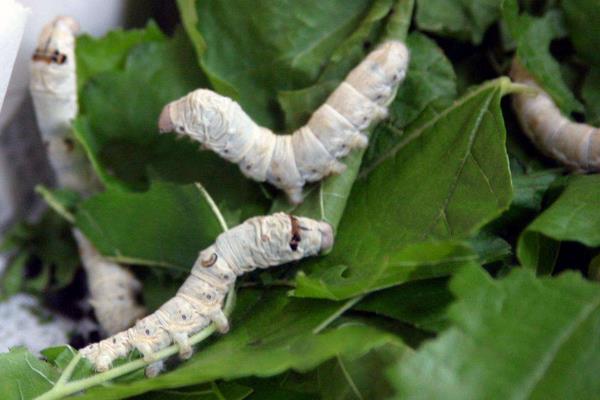 家蠶眠起處理技術