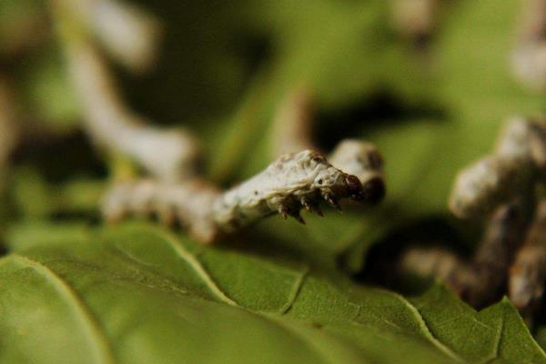 家蠶眠起處理技術