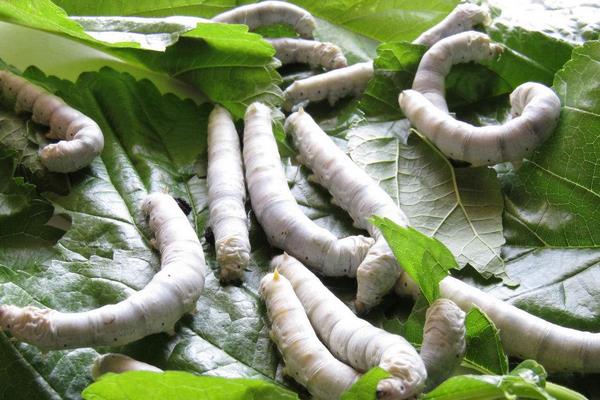 家蠶眠起處理技術