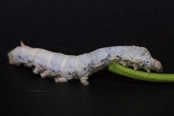 家蠶眠起處理技術