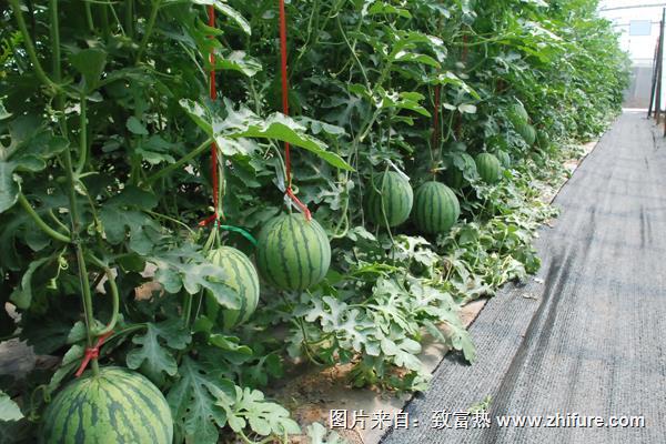 無土栽培西瓜技術