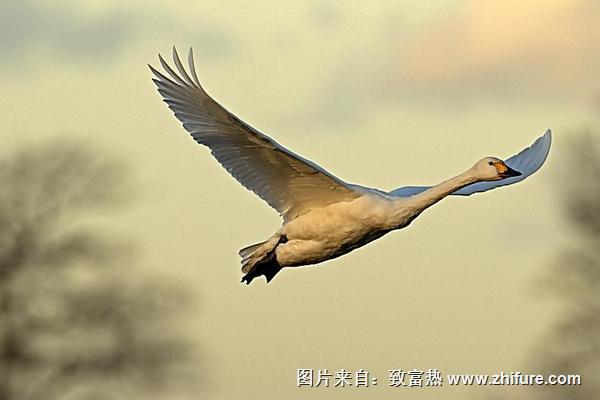 2018養大雁賺錢嗎？大雁養殖的利潤與投資成本及前景預測