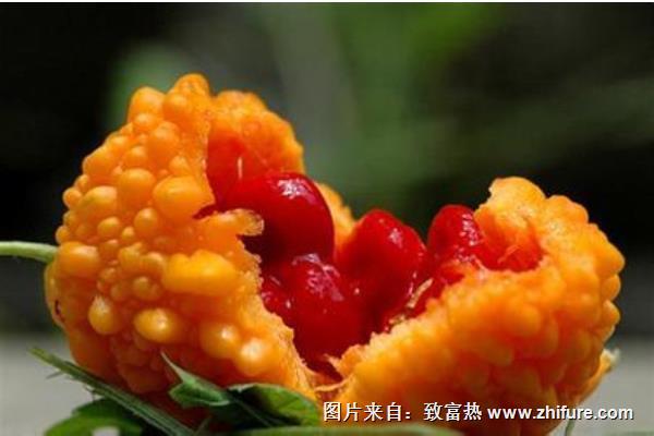 癩葡萄圖片大全