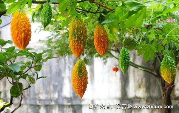 癩葡萄的種植技術