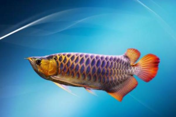 適合家庭養的觀賞魚有哪些種類?