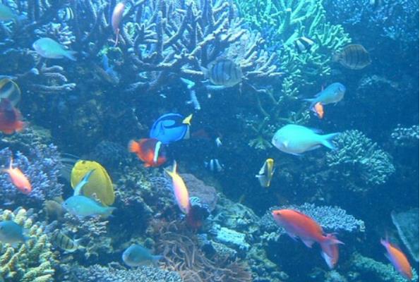 適合家庭養的觀賞魚有哪些種類?