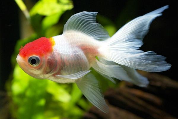 適合家庭養的觀賞魚有哪些種類?