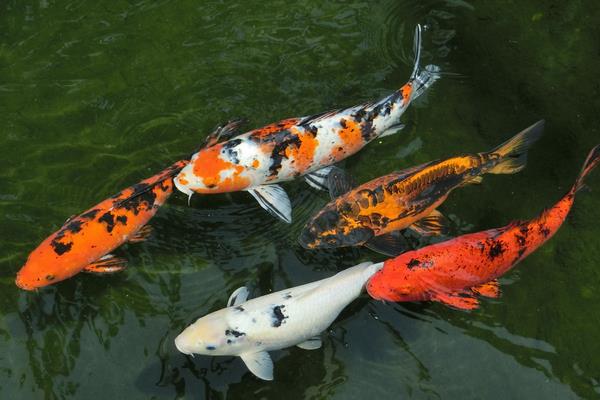 適合家庭養的觀賞魚有哪些種類?