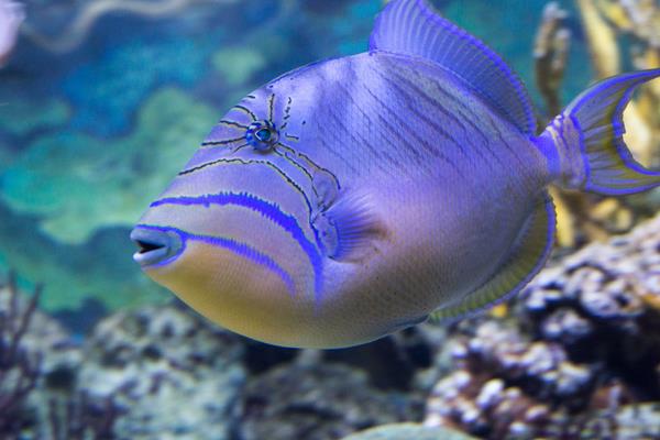 適合家庭養的觀賞魚有哪些種類?