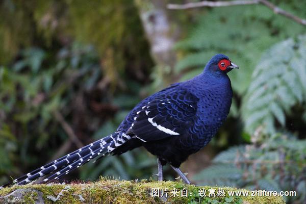 2018養野雞賺錢嗎?野雞養殖的利潤與投資成本及前景預測
