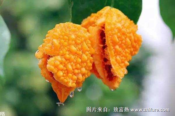 癩葡萄的營養(yǎng)價(jià)值