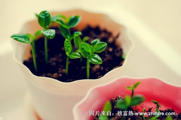 柚子苗價(jià)格多少錢一棵