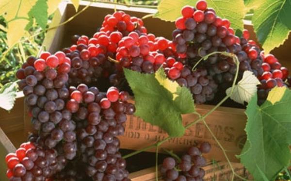 玫瑰香葡萄價(jià)格多少錢一斤