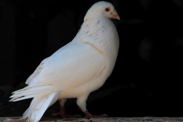 2017年肉鴿養(yǎng)殖前景到底怎么樣?