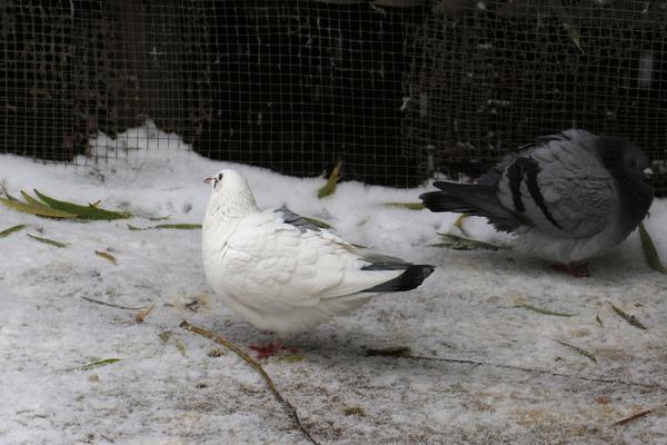 2017年肉鴿養(yǎng)殖前景到底怎么樣?