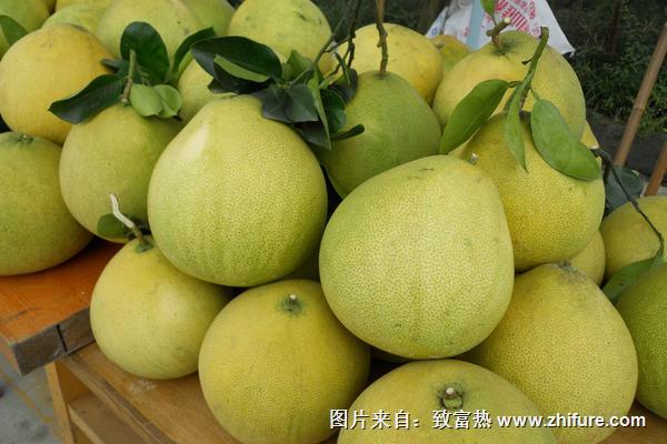 柚子批發(fā)價(jià)格多少錢一斤