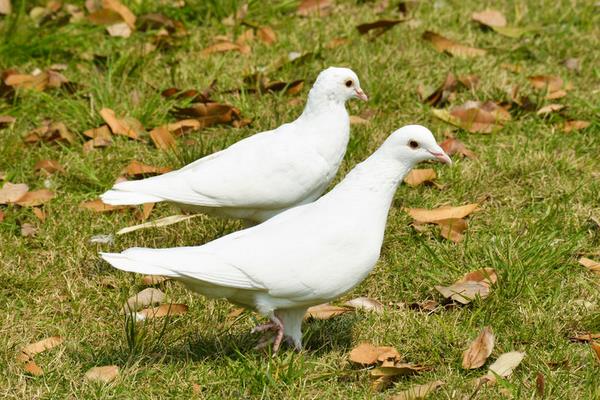 2017年肉鴿養(yǎng)殖前景到底怎么樣?