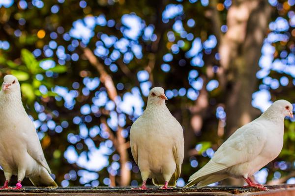 2017年肉鴿養(yǎng)殖前景到底怎么樣?