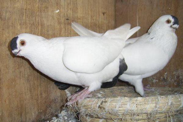 2017年肉鴿養(yǎng)殖前景到底怎么樣?