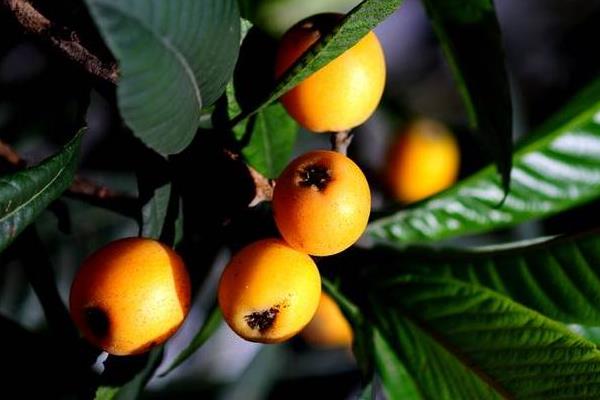 種一畝枇杷能賺多少錢?種枇杷的成本和利潤