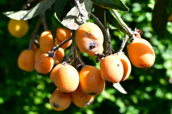 種一畝枇杷能賺多少錢?種枇杷的成本和利潤