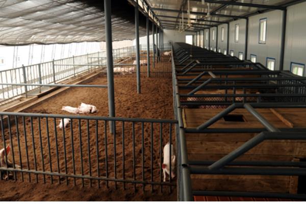 現(xiàn)代化養(yǎng)豬場怎么建設(shè)?有些什么設(shè)備?