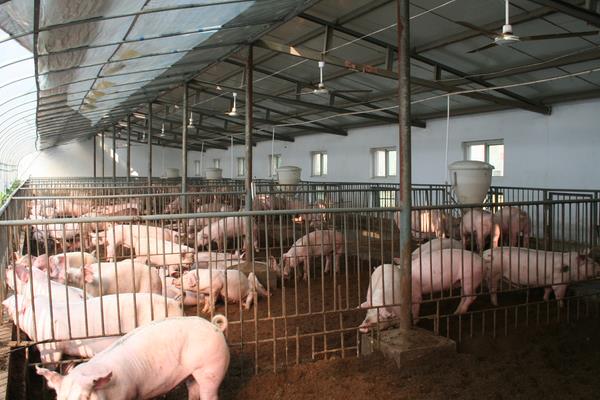 現(xiàn)代化養(yǎng)豬場怎么建設(shè)?有些什么設(shè)備?