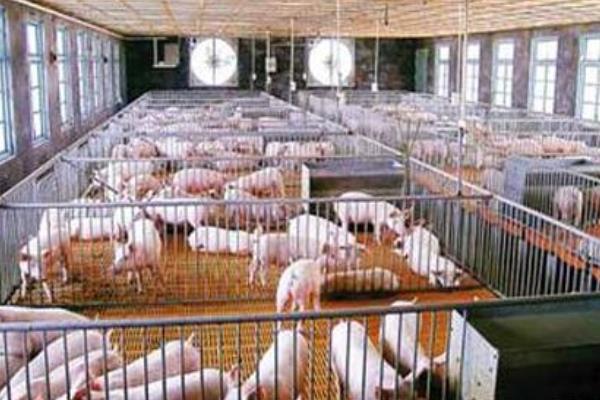 現(xiàn)代化養(yǎng)豬場怎么建設(shè)?有些什么設(shè)備?