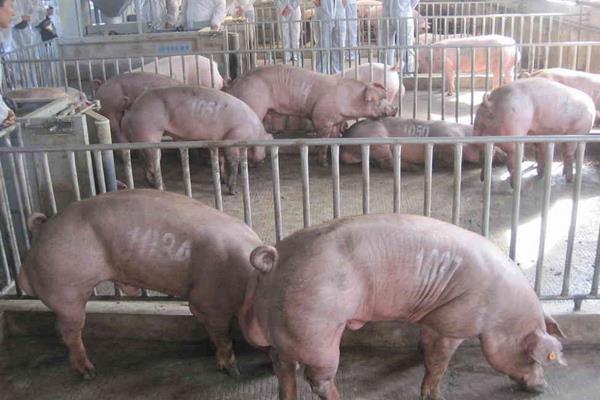 現(xiàn)代化養(yǎng)豬場怎么建設(shè)?有些什么設(shè)備?