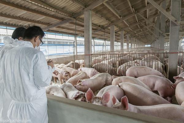 現(xiàn)代化養(yǎng)豬場怎么建設(shè)?有些什么設(shè)備?