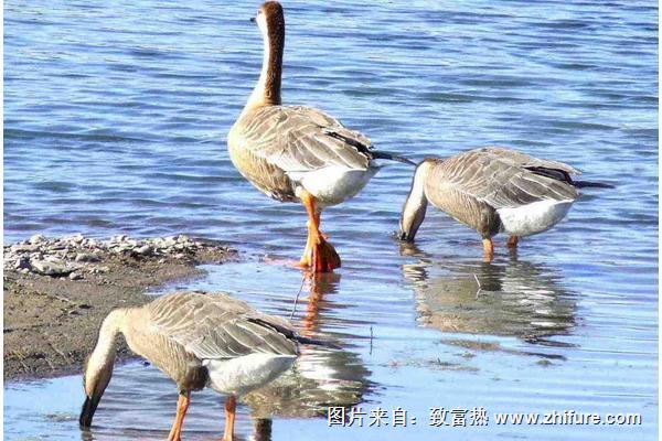 2018養香鶉雁賺錢嗎？香鶉雁養殖的利潤與投資成本及前景預測