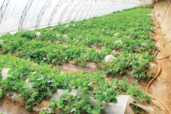 白香瓜科學種植技術