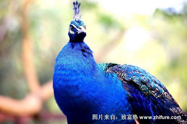 2018養藍孔雀賺錢嗎？藍孔雀養殖的利潤與投資成本及前景預測