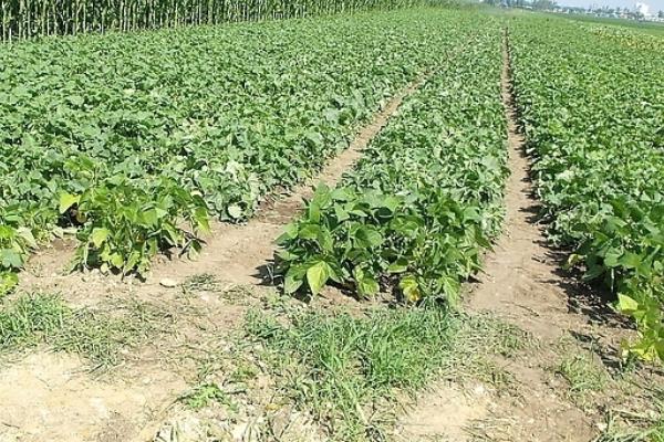 白香瓜科學種植技術