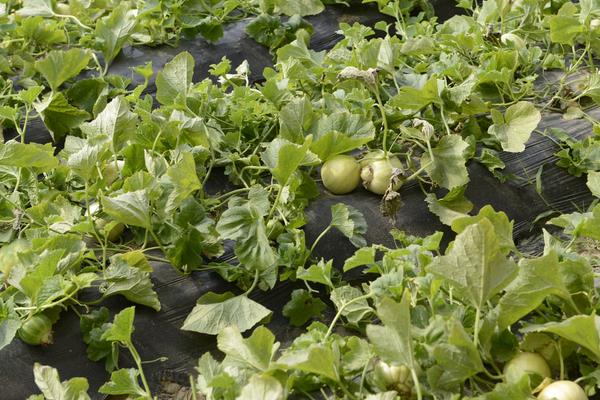 白香瓜科學種植技術