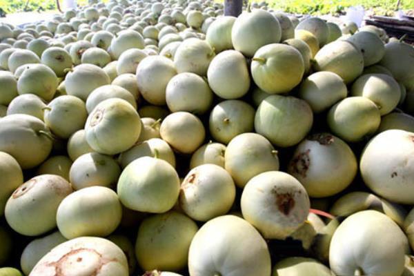 白香瓜科學種植技術