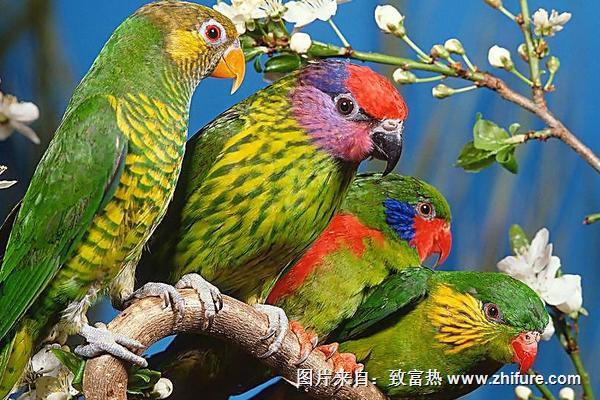 2018養鸚鵡賺錢嗎？鸚鵡養殖的利潤與投資成本及前景預測