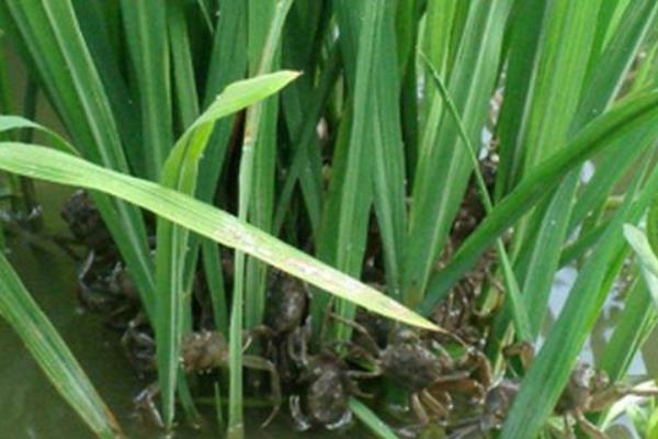 稻田養蟹的好處有哪些？稻田養蟹技術