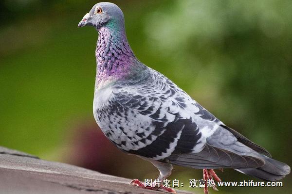 2018養(yǎng)信鴿賺錢嗎？信鴿養(yǎng)殖的利潤(rùn)與投資成本及前景預(yù)測(cè)