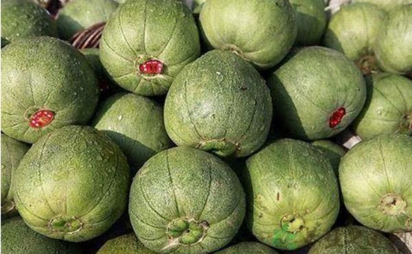 甜瓜的功效與作用及禁忌