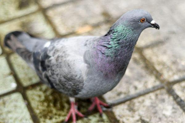 2018養信鴿賺錢嗎？信鴿養殖的利潤與投資成本及前景預測